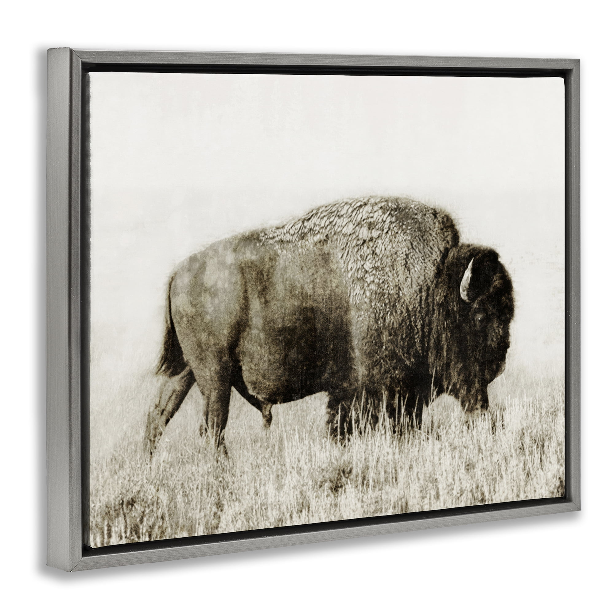 Stupell Industries Bison Grazing in Field Animals Photography Gray Floater Framed Canvas Art Print Wall Art, 31 x 25
