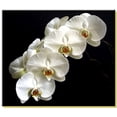 thumbnail image 2 of Repotme Orchid Growing Starter Kit with Phalaenopsis Orchid Mix Pots Fertilizer, 2 of 4