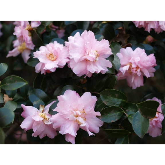 ( 1 ) - Pink Snow Camellia Sasanqua - Starter Plant ( 4L ) ( 1 live plant )
