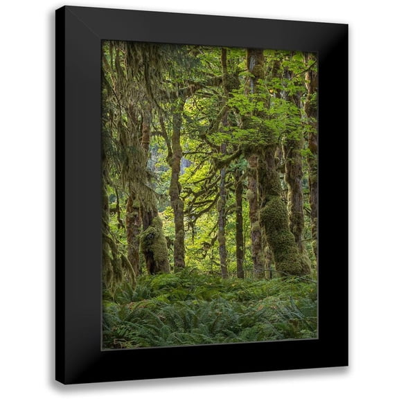 Mahan, Kathy 13x18 Black Modern Framed Museum Art Print Titled - Quinault Rainforest I