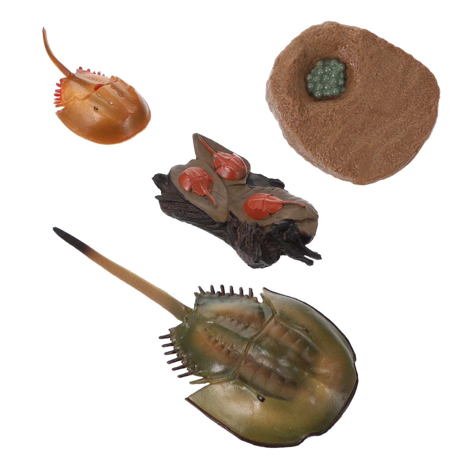 1 Set of Horseshoe Crab Growth Cycle Model Funny Horseshoe Crab Life