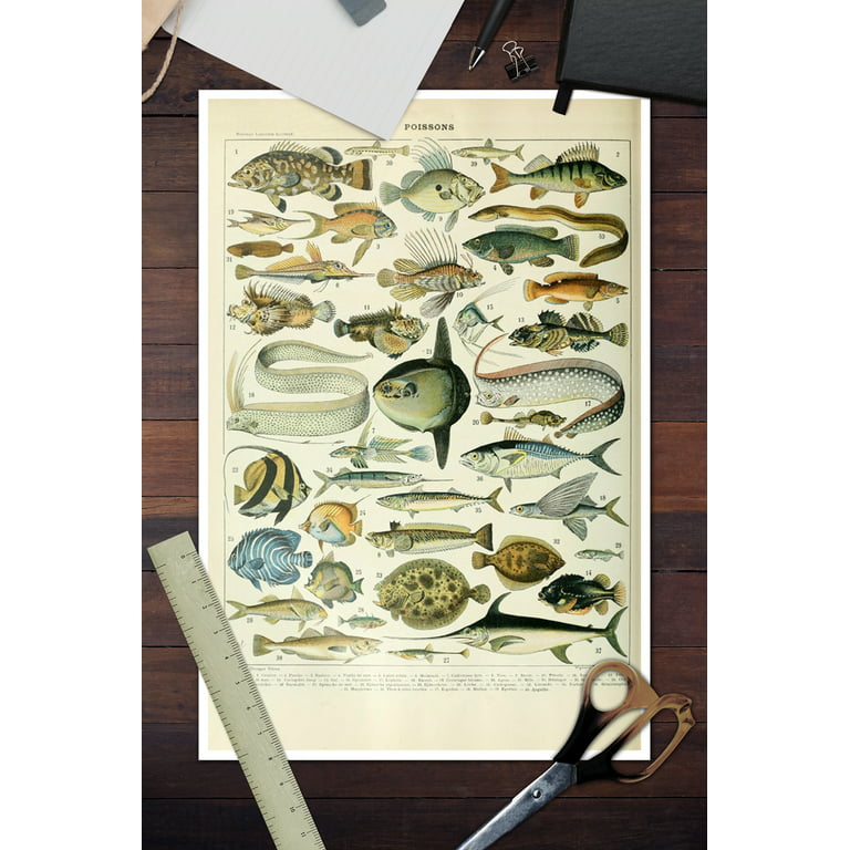 Fish, A, Vintage Bookplate, Adolphe Millot Artwork (12x18 Wall Art Poster,  Room Decor)