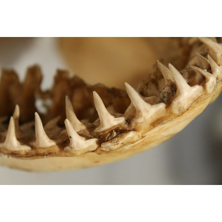 - Canvas Print Teeth Bones Ocean Sea Animal Fish Jaws Shark Stretched Canvas 10 x 14