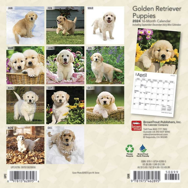 Golden Retriever Puppies | 2024 12 x 24 Inch Monthly Square Wall Calendar |  BrownTrout | Animals Dog Breeds Puppy