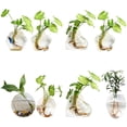thumbnail image 5 of Coofit 2PCS Glass Vase Creative Wall Mounted Plant Terrarium Flower Vase Flower Pot, 5 of 5