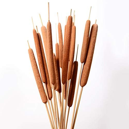 40 Pcs Dried Natural Cattails Jumbo Dried Flowers for Floral Arrangement Wedding Home Decoration$$Home Decor, Kitchen, & Other
