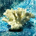 thumbnail image 4 of Realistic Faux White Coral Statue, Realistic Fan Shaped Specimen, Tendrils, Beveled Dark Gallery Base, 6 1/4 Diameter, 10 1/4 Inches Long, Crafted By Hand, Cast Poly Resin, 4 of 5