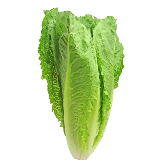 5,000 Parris Island Romaine Seeds- Bulk Seed - Heirloom Non-GMO Lettuce Seeds