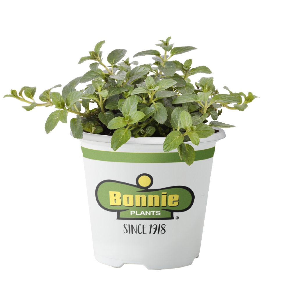 Bonnie Plants Peppermint (Live Plants)