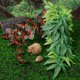 thumbnail image 2 of 4 plantas colgantes de ratán de imitación de reptiles con ventosas para acuarios, mascotas y decoración de hábitat., 2 of 5