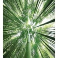 thumbnail image 3 of Forest Duvet Cover Set, Tropical Rain Forest Tall Trees in Exotic Style Nature Theme Image Sky from Woodland, Decorative 2 Piece Bedding Set with 1 Pillow Shams, Twin Size, Green, by Ambesonne, 3 of 3