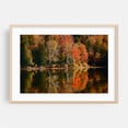 thumbnail image 2 of Autumn Color on Tupper Lake 01 - Tupper Lake New York Photography Autumn Nature Forest Landscape Scenic Woodland Unframed Wall Art Print 24 x 36 inches, 2 of 7