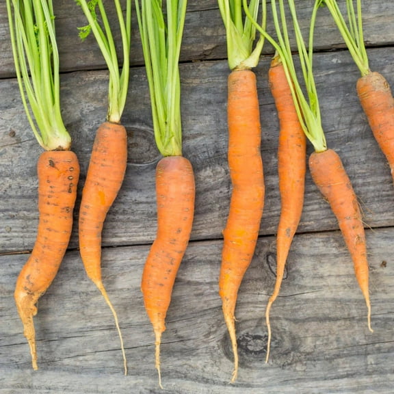 Carrot Seeds - Fuerte Untreated Non-GMO Variety Carrot Seeds - Non-GMO - 50 Seeds