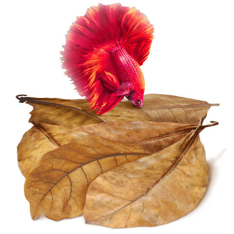SunGrow Betta Fish Indian Almond Leaves, Water Conditioner & Tank Treatment for Freshwater Aquarium