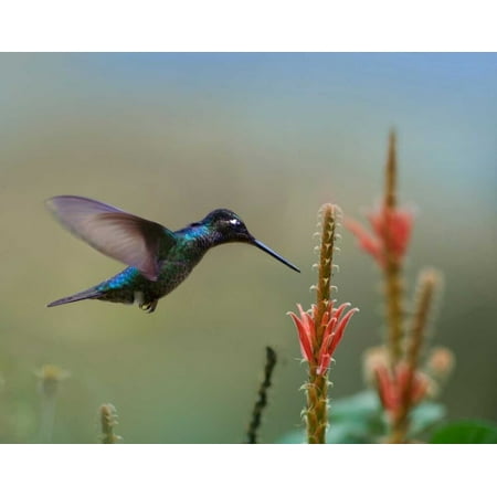 Magnificent Hummingbird male foraging Costa Rica Poster Print by Tim Fitzharris (8 x