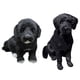 thumbnail image 5 of Realistic Black Dog Puppy Pet Plush Simulation Stuffed Animal Cuddly Doll T oy, 5 of 5