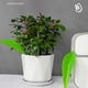 thumbnail image 1 of Agua plantas insertos plástico, punzón suave, para interiores exteriores, utensilios jardín, decoración hogar, plantas macetas, accesorios jardinería, herramientas garden\ Blahzhy, 1 of 9