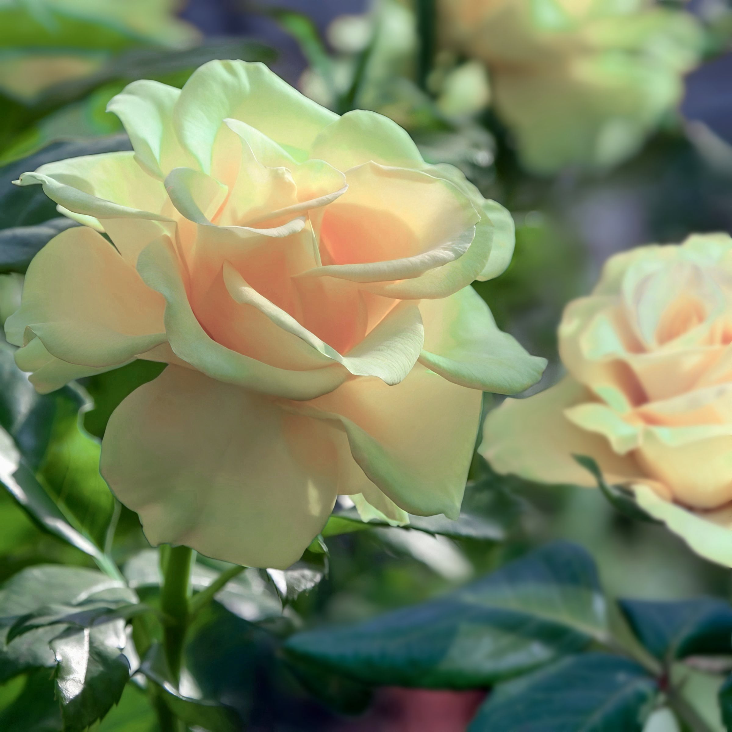 National Plant Network Bare Root Rose Mint Julep Hybrid Tea with Yellow-Green Flowers