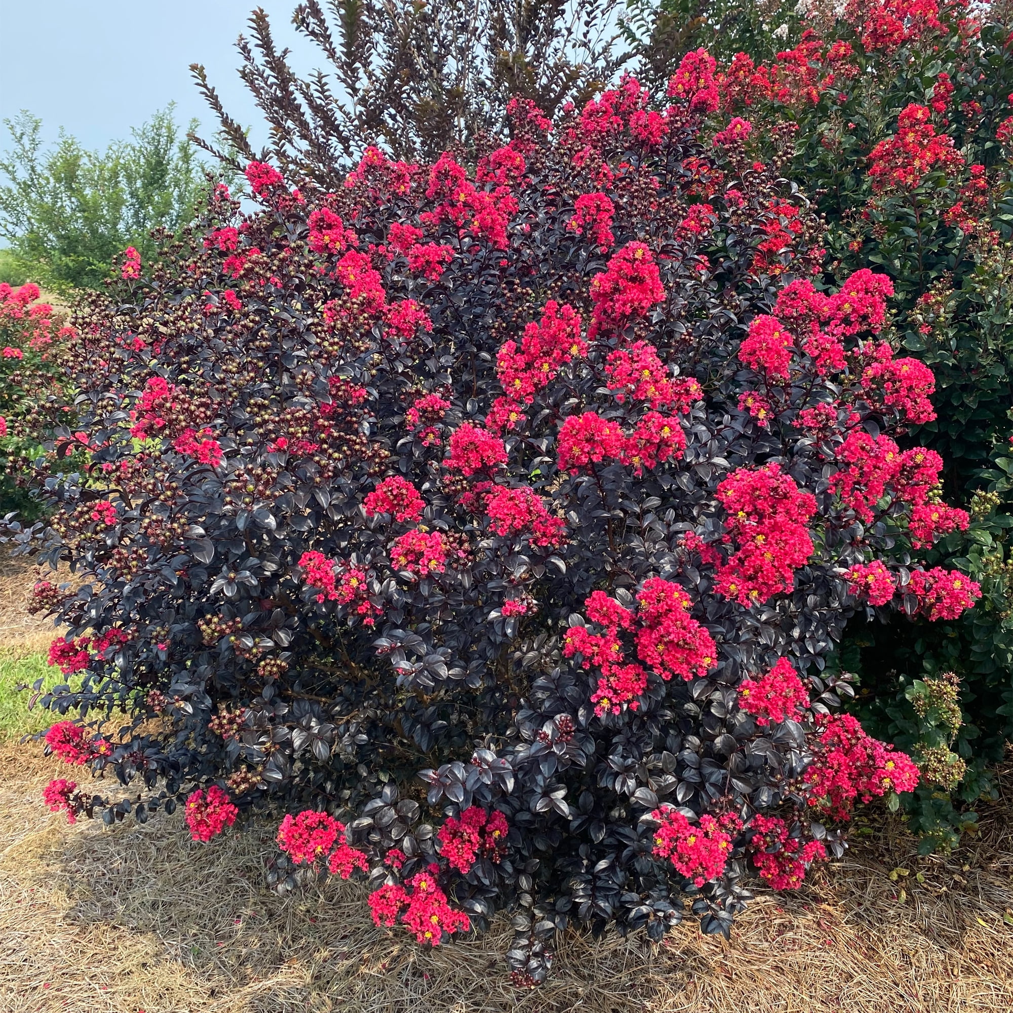 First Editions Shadow Magic Crape Myrtle Live Shrub in 2-Gallon Grower Pot