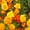 Other, variant on French Marigold Flower Garden Seeds - Bonanza Series - Orange - 1000 Seeds - Annual Flower Gardening Seeds - Tagetes patula