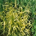 Golden Millet Drought Tolerant Xeriscape Ornamental Grass Plant Seed