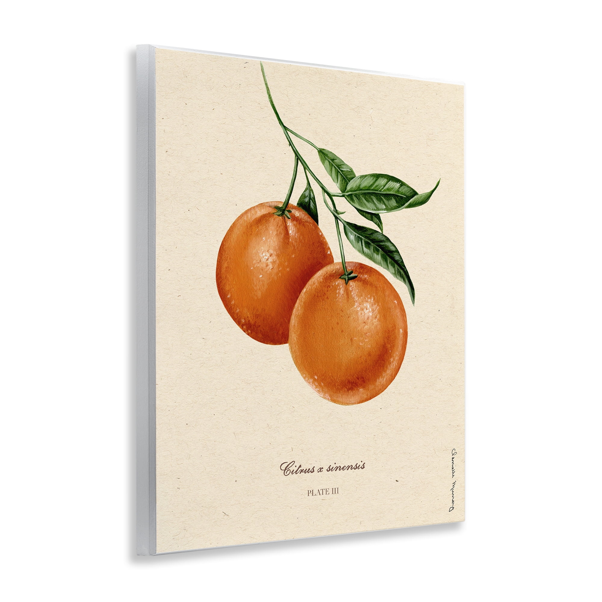 Stupell Industries Orange Fruit Portrait Wall Plaque Art, design by Danielle Murray