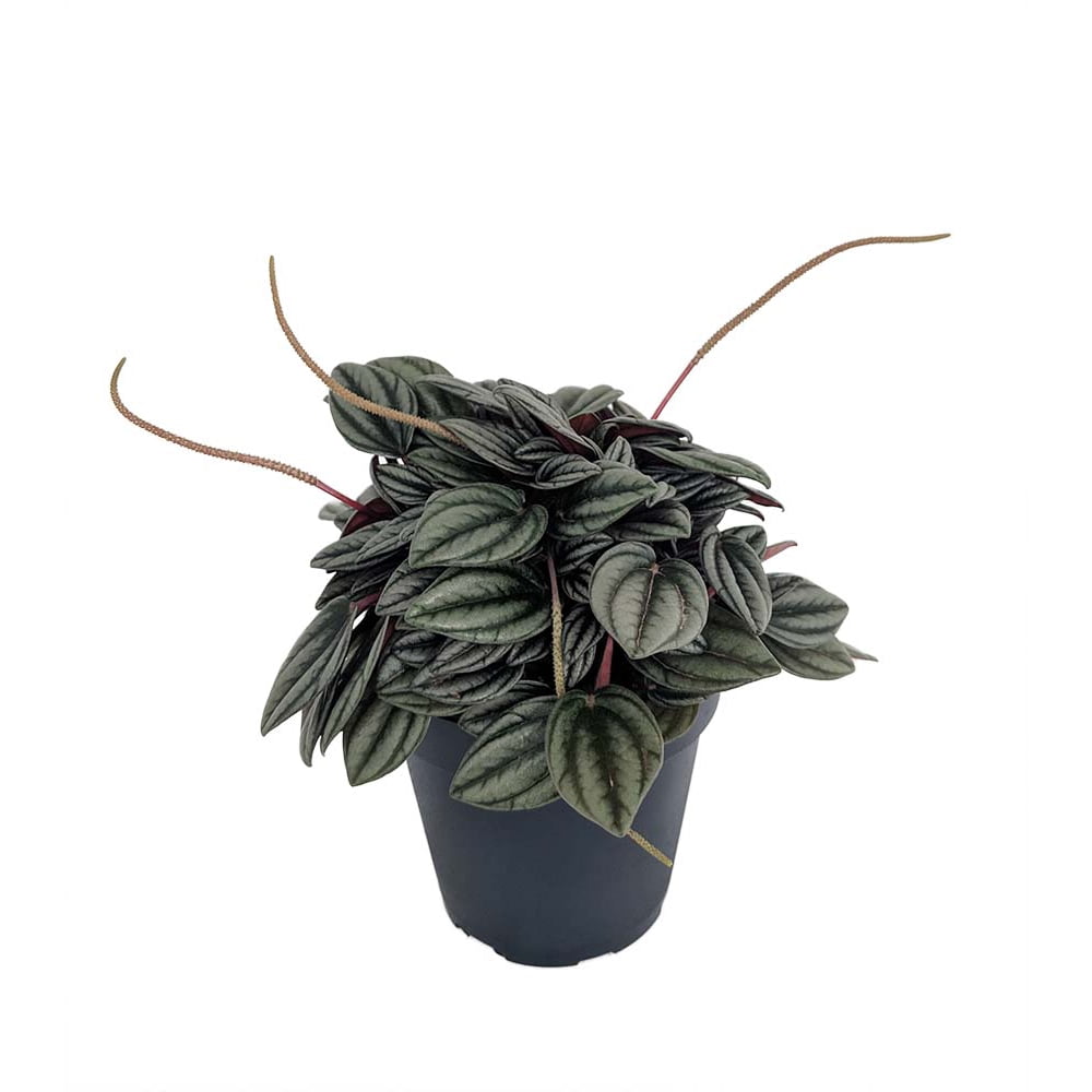 Napoli Nights Peperomia 4" Pot Easy to Grow Houseplant