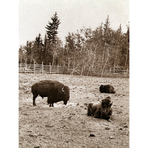 Group Of Buffalo History