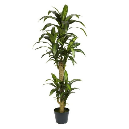 5 ft. Yucca Silk Plant