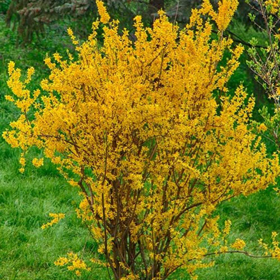 Lynwood Gold Forsythia Bush 6-12'' Tall, Yellow Flowering Forsythia Shrub Live Plant, No Ship to HI, AK, PR