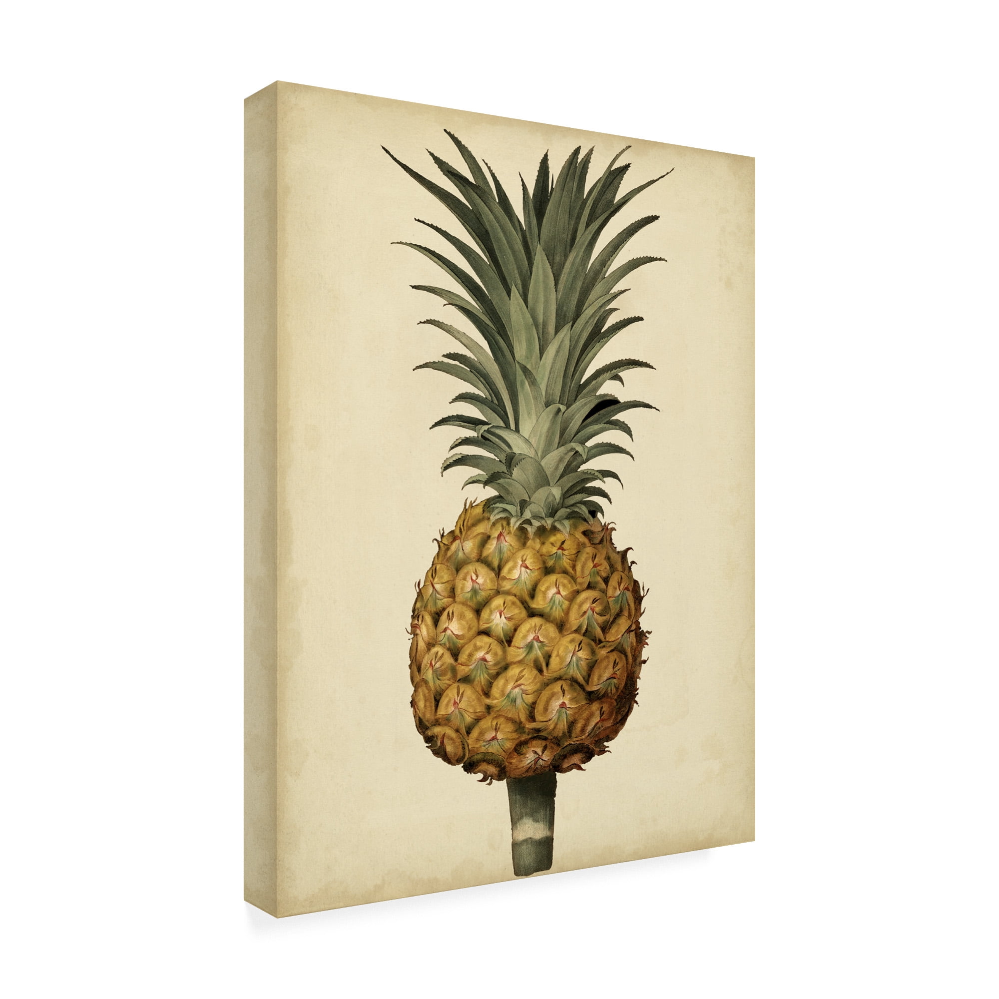 Trademark Fine Art 'Brookshaw Antique Pineapple II' Canvas Art by George Brookshaw
