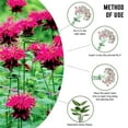 thumbnail image 3 of 5PCS Plant Support Stakes 45cm Garden Plant Flower Support Ring Cage Plant Climbing Support with 10pcs Plant Support Clips for Peony  Tomato Vegetable  Hydrangea  Rose  Lily, 3 of 11