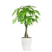 Just Add Ice 14" Tall Money Tree Live Plant in 5" Decorative Fiber Clay Pot, House Plant