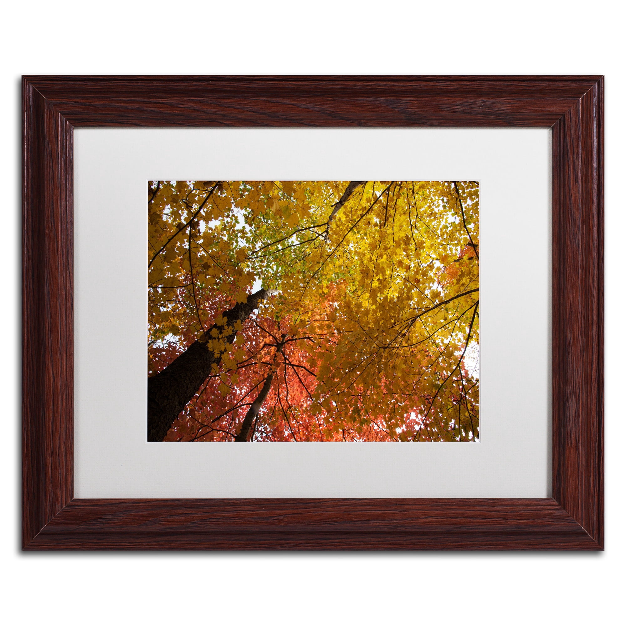 Trademark Fine Art "Spectacular Brilliant Autumn Trees" Canvas Art by Kurt Shaffer, White Matte, Wood Frame