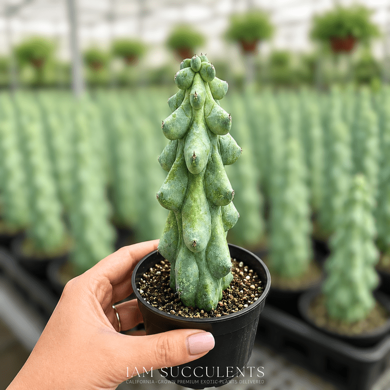 1am Succulents Boobie Cactus Live Plant, 4-6