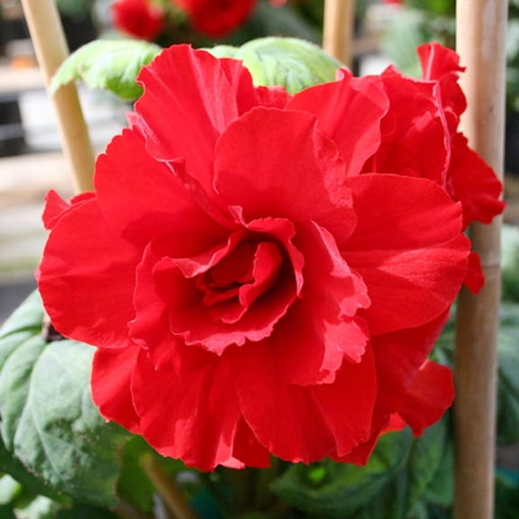 Ruffled Red Begonia Flower Bulbs - 3 Tubers per Pack - Deer Resistant - Good For Indoor Forcing - Grows Well In Containers - Perennializing - Easy to Grow Live Plants - Outdoor Garden