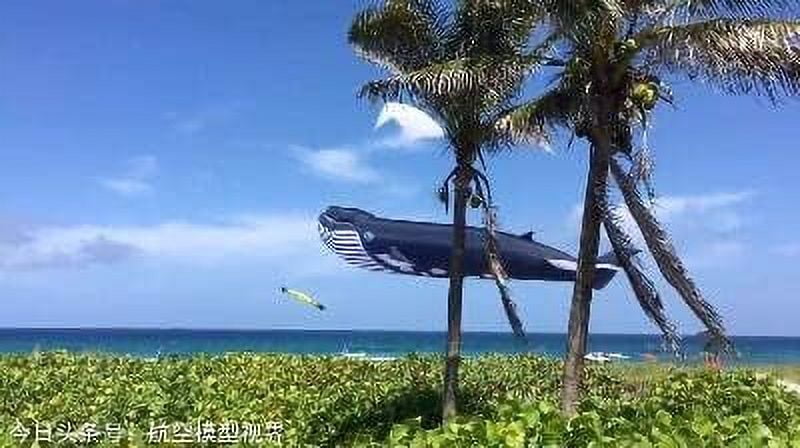 17M Kites Professional Giant Kites for Adults Whale Kite