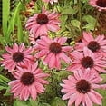 thumbnail image 6 of 50 Pink Coneflower Seeds, Echinacea Purpurea Perennial Flower Seeds, USA Seller, 6 of 24