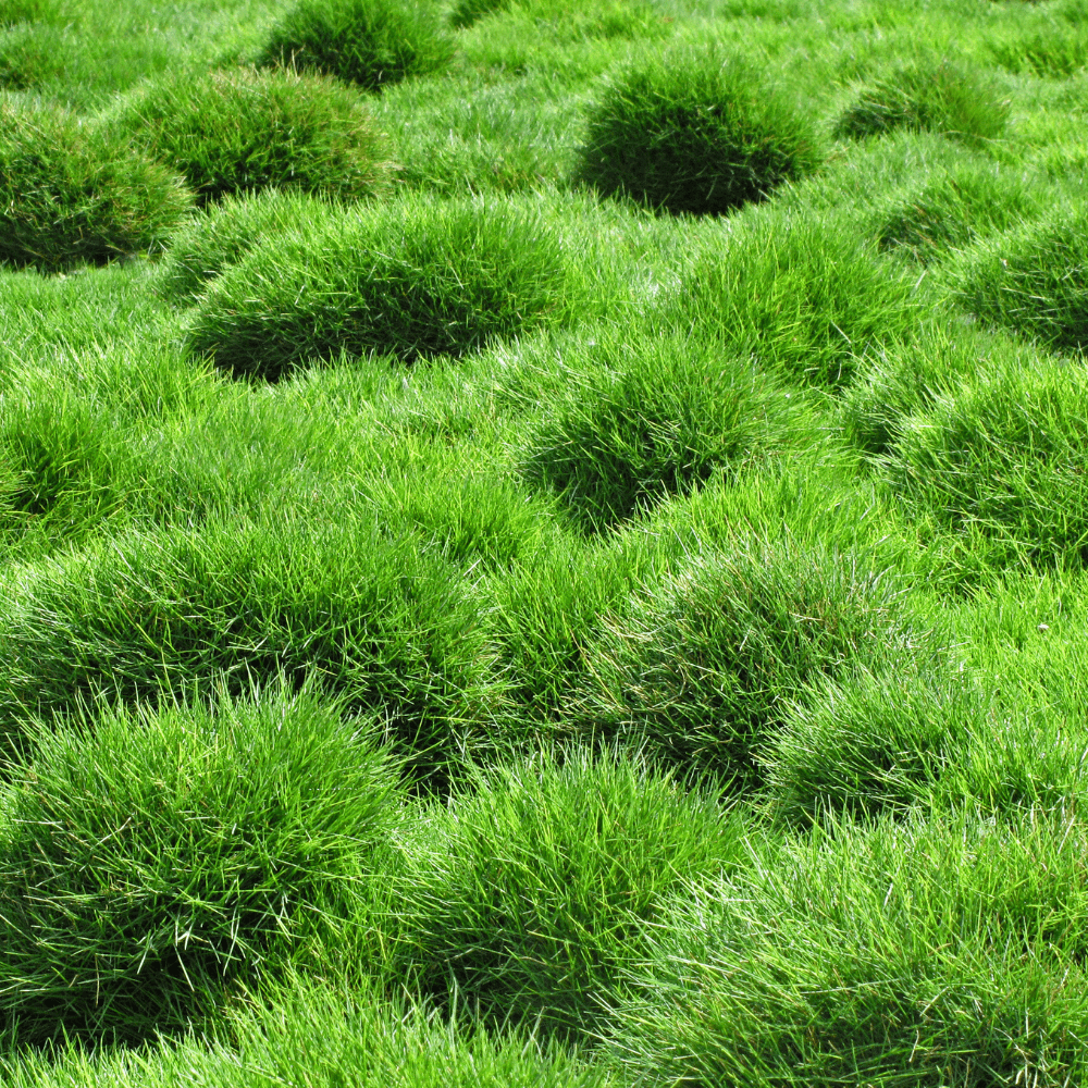 5000 Zoysia Grass Seeds,  Zoysia Grass Seeds for Lawn, Low Maintenance Lawns for Outdoor Gardening