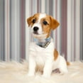 thumbnail image 3 of Collar de perro 3 uds y pajarita para perro con campana, pañuelo para perro, collar de piel para perro, 3 of 5