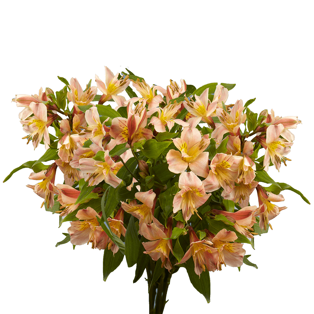 80 Stems of Super Select Orange Alstroemerias- Beautiful Fresh Cut Flowers- Express Delivery - image 4 of 5