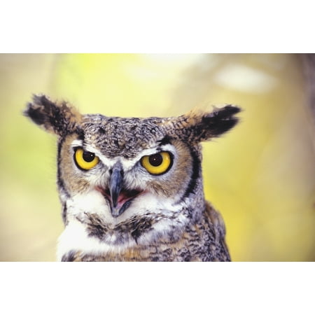 Owl Pic Art Close up of face of Great Horned Owl (Bubo Virginianus) Canvas Art - John Hyde Design Pics (17 x 11) ()