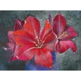 thumbnail image 2 of Botman, Loes 32x25 Gold Ornate Wood Framed with Double Matting Museum Art Print Titled - Amaryllis, 2 of 4