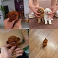 thumbnail image 2 of 2025 New Robot Dog for Adults, AI Robotic Dog, Nicoo - My Realistic Robot Puppy That Acts Like a Real Puppy - Walking, Barking, Tail Wagging, 2 of 5
