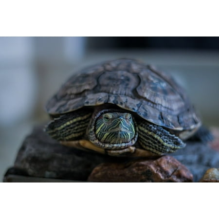 Red Eared Sliders Turtles - LAMINATED POSTER Tortoise Turtle Animal Red Eared Slider Amphibian Poster Print 24 x 36