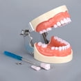 thumbnail image 4 of Dental 32 Teeth Model With Soft Gum Dental Teaching Model Removable Standard Typodont Teeth Model For Dentist Practice Training, 4 of 8