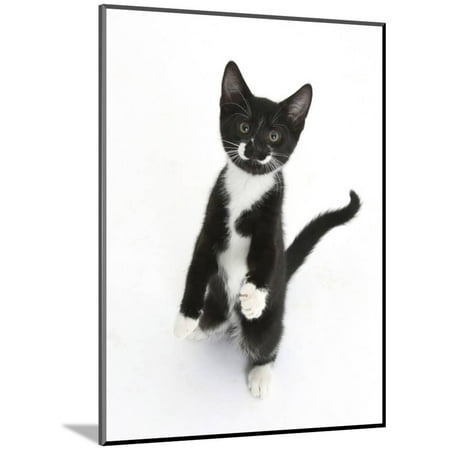 White Water Marks On Wood Black and White Tuxedo Kitten, Tuxie, Standing Up on Haunches and Looking Up with Raised Paws Wood Mounted Print Wall Art By Mark Taylor ()
