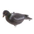 thumbnail image 1 of DYNWAVECA FLYING PIGEON DECOY WITH ROTARY -SHOOTING ACCESSORIES - PIGEON SHOOTING, 1 of 10