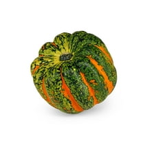 Celebration Squash Seeds for Planting (10 Seeds)