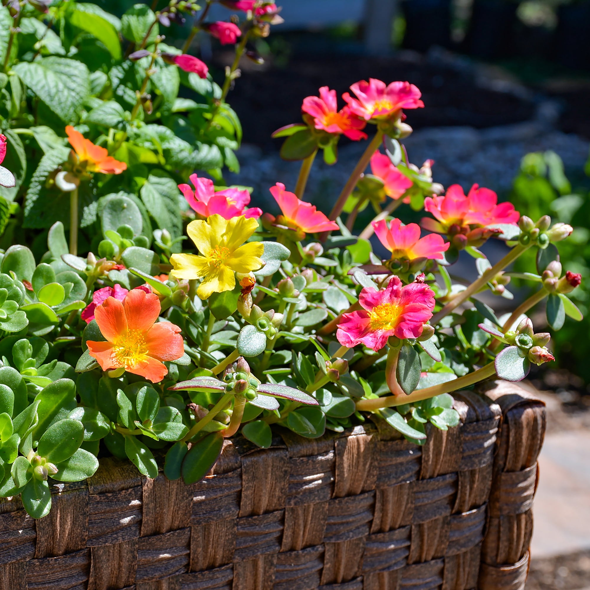 Expert Gardener 2QT Orange Pink Yellow Portulaca Live Plant Sun